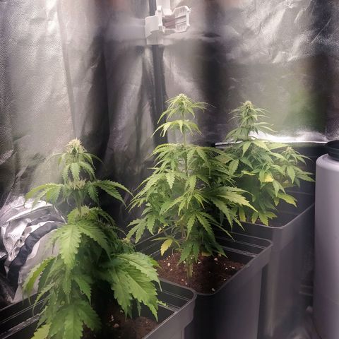 Satalles growlog timeline photo