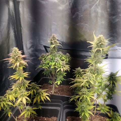 Satalles growlog timeline photo