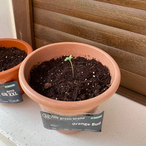 ORANGE BUD de a granel GB growlog photo: La plántula va creciendo correctamente tras 48h desde su transplante a la maceta.