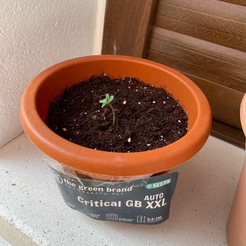 Critical AUTO XXL de regalo GB growlog photo: La plántula va creciendo correctamente tras 48h desde su transplante a la maceta.