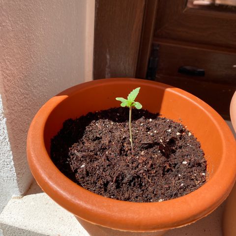Critical AUTO XXL de regalo GB growlog photo: Regamos la planta cuando observemos que la maceta va estando seca, puede apreciarse con el peso del macetero. Usualmente suele ser 1 día si 1 día no.
