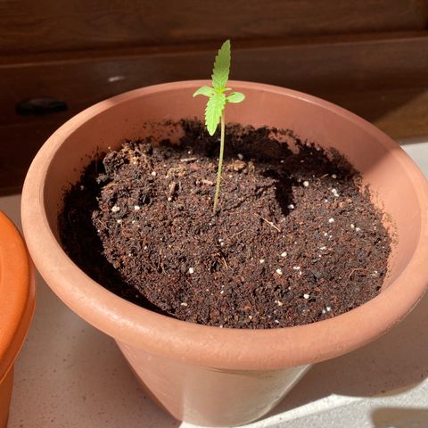 ORANGE BUD de a granel GB growlog photo: Siguen creciendo correctamente, regamos 1 día si 1 día no, observando que la tierra del macetero ya vaya estando seca, rociamos agua por los laterales del macetero para forzar a las raíces que vayan expandiéndose.