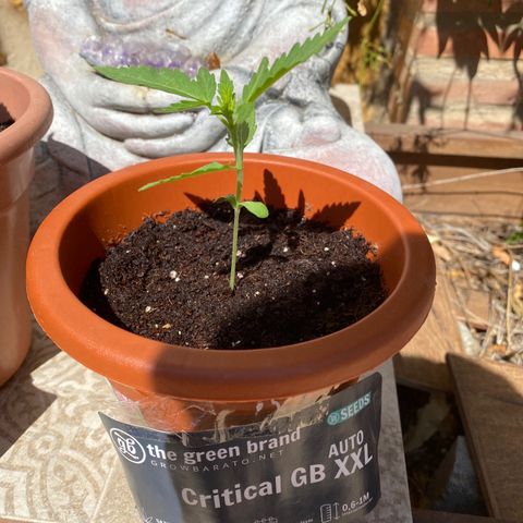 Critical AUTO XXL de regalo GB growlog photo: Tras 17 días la plántula ha crecido y en cuestión de 2-3 días más puede considerarse que pasa a etapa de crecimiento. Comenzamos regando con fertilizante de crecimiento 0.1 por litro de agua para ir subiendo poco a poco.