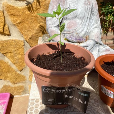 ORANGE BUD de a granel GB growlog photo: Tras 17 días la plántula ha crecido y en cuestión de 2-3 días más puede considerarse que pasa a etapa de crecimiento. Comenzamos regando con fertilizante de crecimiento 0.1 por litro de agua para ir subiendo poco a poco.