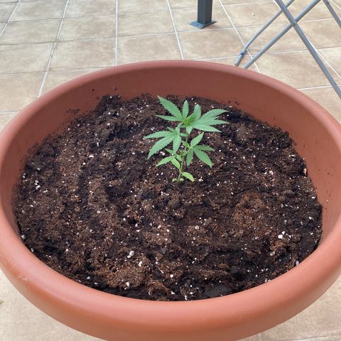 ORANGE BUD de a granel GB growlog photo: Tras varios días observando el estado de la planta y que ha cambiado de fase a crecimiento, paso a un nuevo recipiente más grande, que será el recipiente final.
Mezclando 3 tipos de tierra.