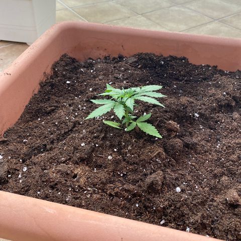 Critical AUTO XXL de regalo GB growlog photo: Realizo trasplante a un nuevo y final recipiente.