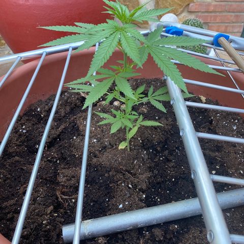 ORANGE BUD de a granel GB growlog timeline photo