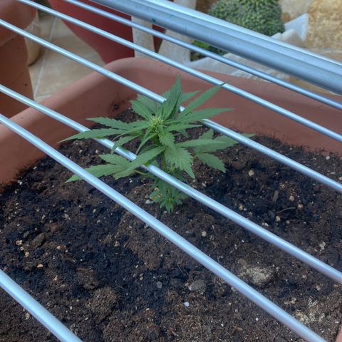 Critical AUTO XXL de regalo GB growlog timeline photo