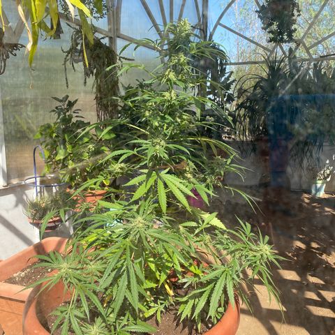 ORANGE BUD de a granel GB growlog timeline photo