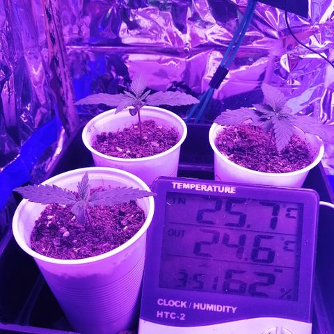 Amnesia growlog timeline photo