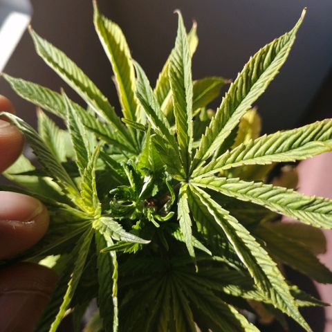 Wappa growlog timeline photo