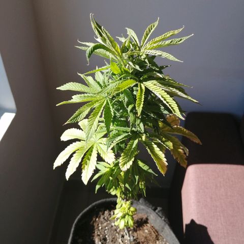 Wappa growlog timeline photo