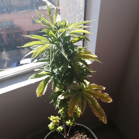 Wappa growlog timeline photo