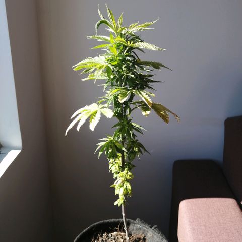 Wappa growlog timeline photo