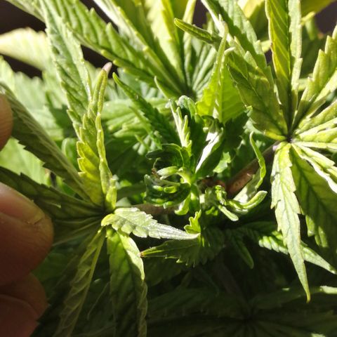 Wappa growlog timeline photo