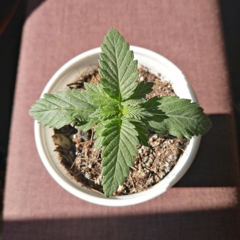 Amnesia growlog timeline photo