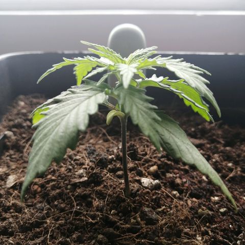 Amnesia growlog timeline photo