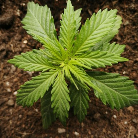 Amnesia growlog timeline photo