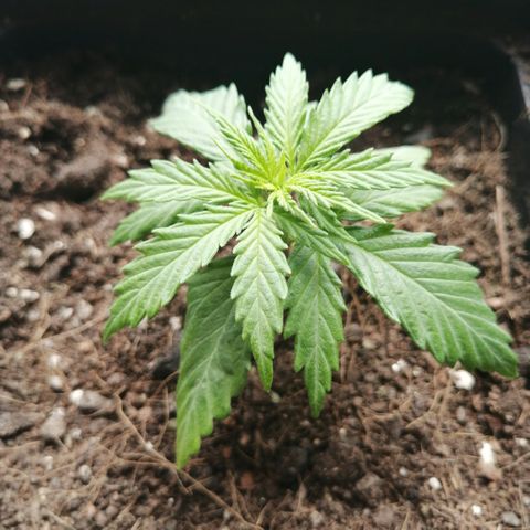 Amnesia growlog timeline photo