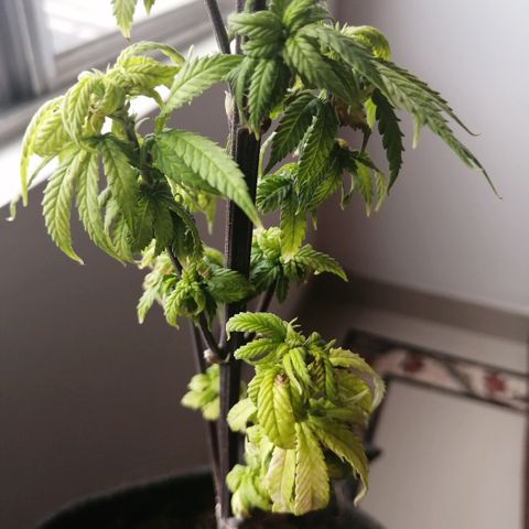 Wappa growlog timeline photo