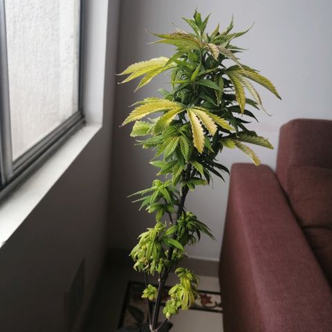 Wappa growlog timeline photo