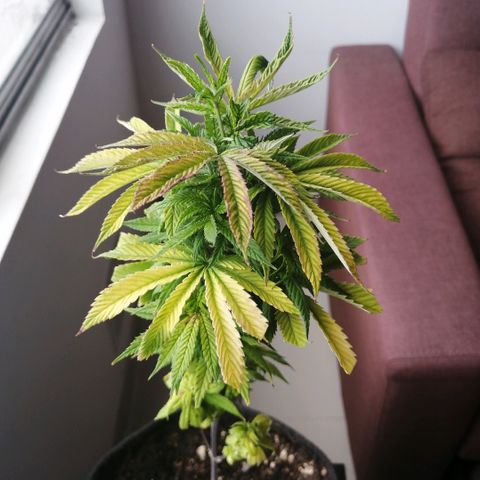 Wappa growlog timeline photo