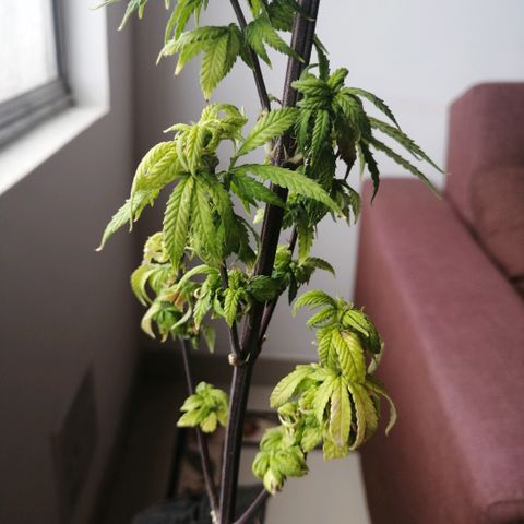 Wappa growlog timeline photo