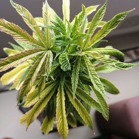 Wappa growlog timeline photo