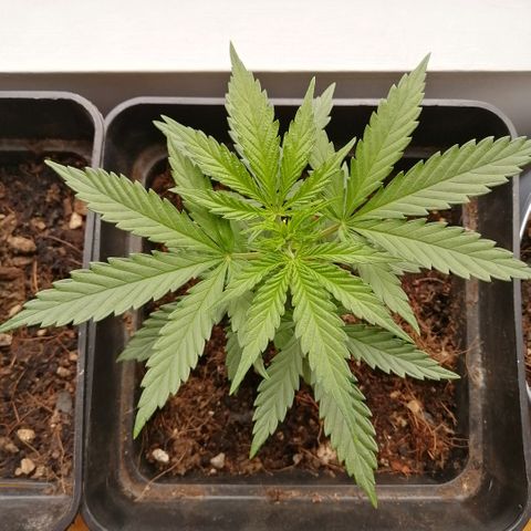Amnesia growlog timeline photo