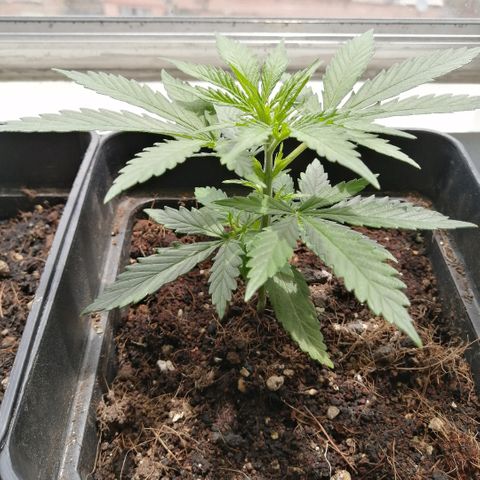 Amnesia growlog timeline photo