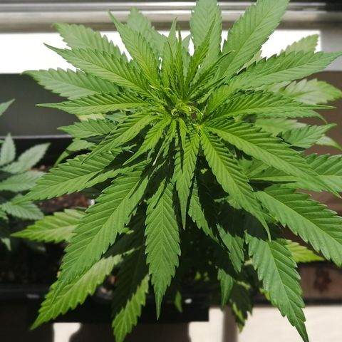 Amnesia growlog timeline photo