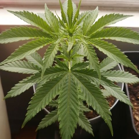 Amnesia growlog timeline photo