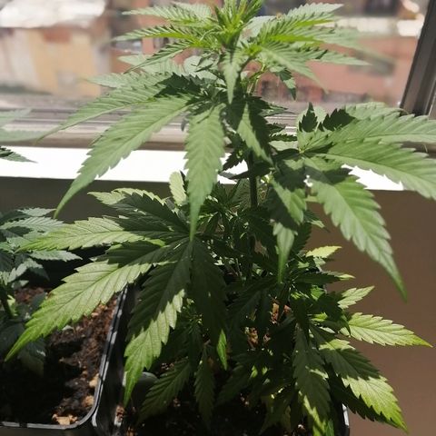 Amnesia growlog timeline photo