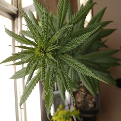 Amnesia growlog timeline photo