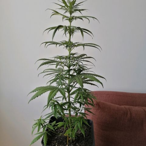 Amnesia growlog timeline photo