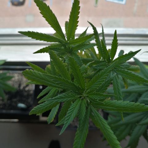 Wappa growlog timeline photo
