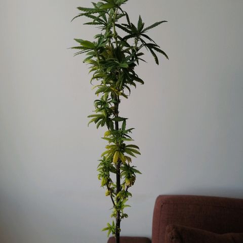 Wappa growlog timeline photo