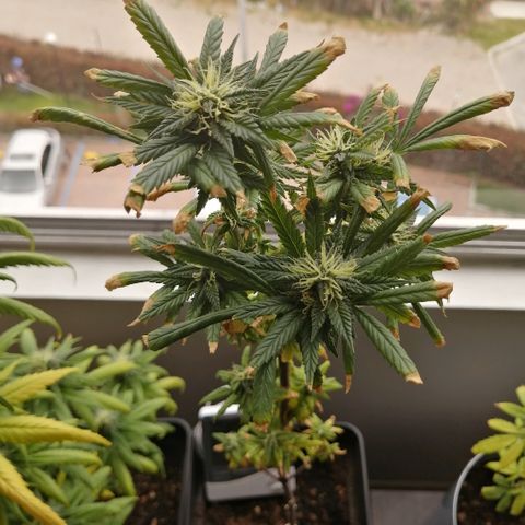 Wappa growlog timeline photo