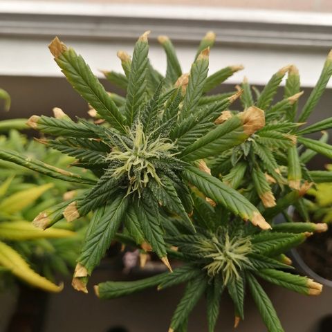 Wappa growlog timeline photo