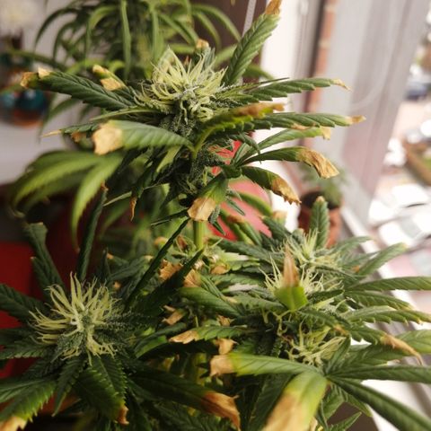 Wappa growlog timeline photo