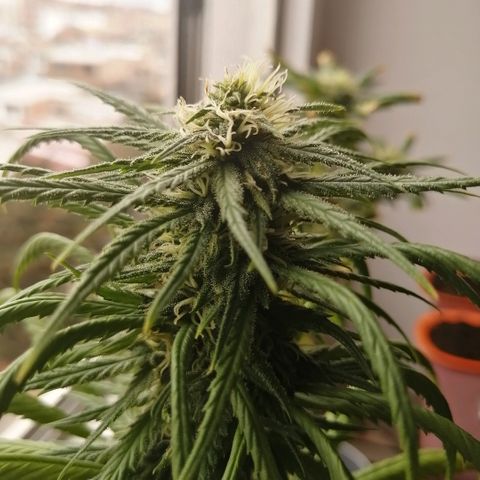 Amnesia growlog timeline photo