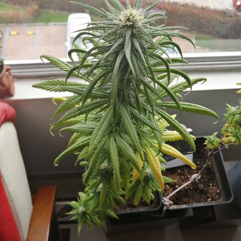 Amnesia growlog timeline photo