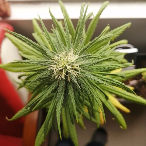Amnesia growlog timeline photo