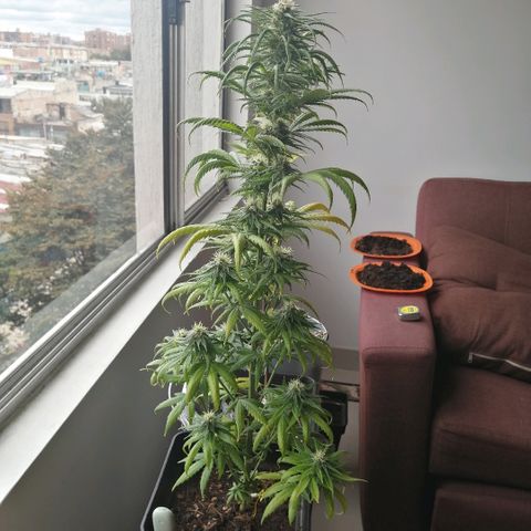 Amnesia growlog timeline photo