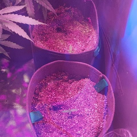 Jack fruit  growlog timeline photo
