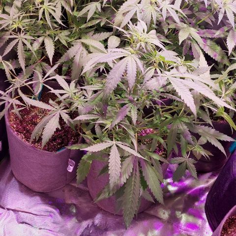 Jack fruit  growlog timeline photo