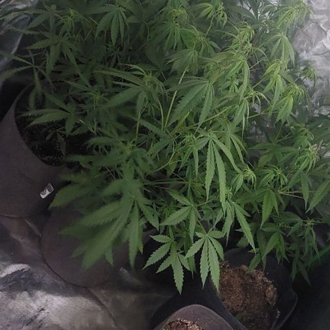 Jack fruit  growlog timeline photo