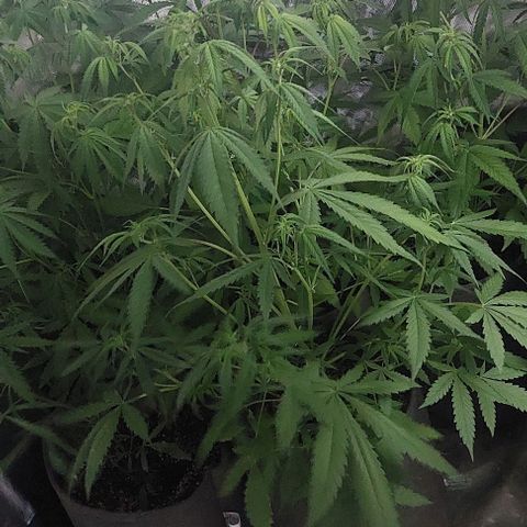 Jack fruit  growlog timeline photo