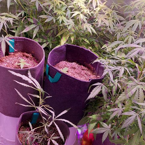 Jack fruit  growlog timeline photo