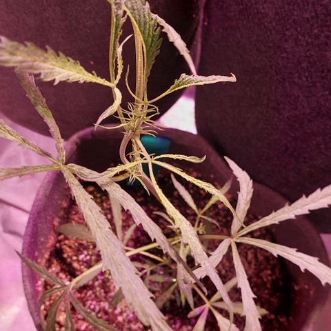Jack fruit  growlog timeline photo